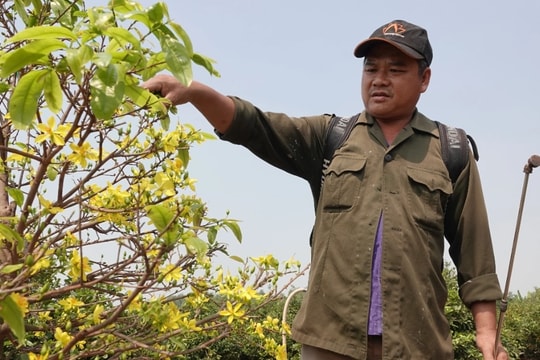 Ngóng mãi không thấy khách, chủ vườn mai tiếc hùi hụi thời hoàng kim