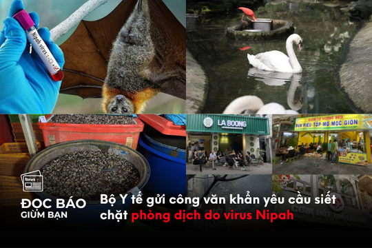 Bộ Y tế gửi công văn khẩn yêu cầu siết chặt phòng dịch do virus Nipah