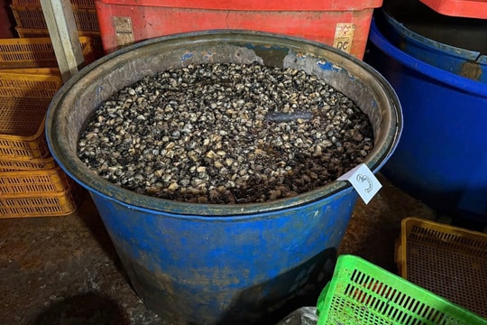 Ngâm ốc bằng 'thủy tinh lỏng' - hóa chất ăn mòn nội tạng