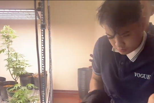 Vườn trồng cần sa lớn nhất Đà Nẵng bị triệt phá