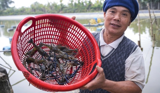 Nuôi con “biết nhảy” trên ruộng lúa, nhiều nông dân thu nhập tăng gấp 5 lần