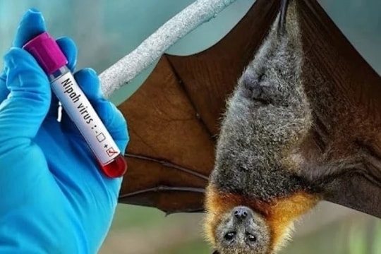 Trung Quốc phát hiện loại thuốc COVID-19 có thể 'ức chế hiệu quả virus Nipah'