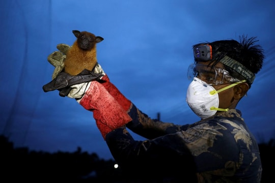 Việt Nam phối hợp với WHO và các quốc gia ứng phó virus Nipah