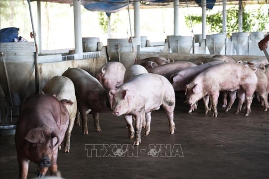Giá lợn tại Đồng Tháp tăng cao