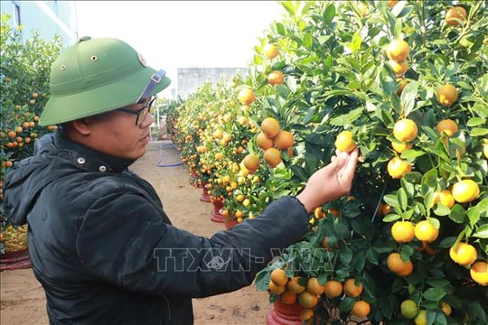 Sắc xuân rộn ràng trên những làng hoa, cây cảnh