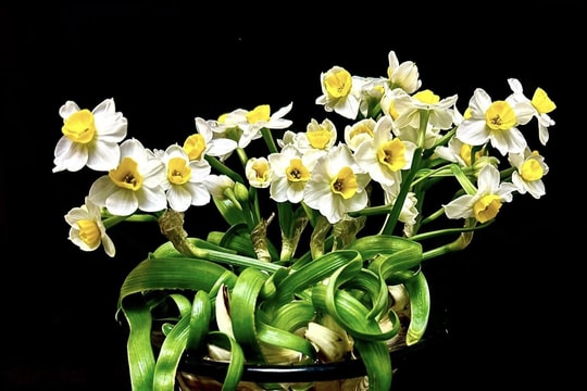 Thủy tiên lặng lẽ ấm nồng hương xưa