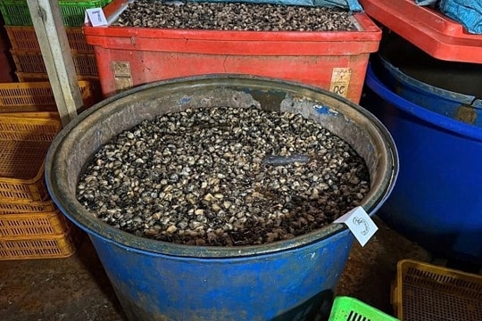 Ốc bươu ngâm hóa chất trắng, giòn bất thường nhưng nhiều người khen ngon