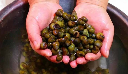 "3 nên 2 không" khi chọn ốc ngon không lo ngậm hóa chất