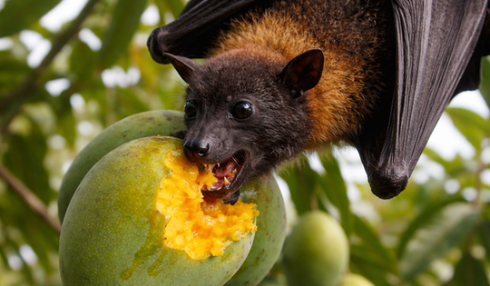 Virus Nipah nguy hiểm với tỷ lệ tử vong cao: Vì sao đến nay vẫn chưa có thuốc và vắc-xin?