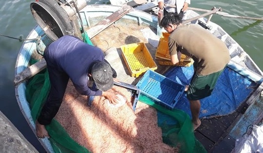 Ruốc biển dày đặc ven bờ, ngư dân Quy Nhơn “hốt bạc” sau vài giờ ra khơi