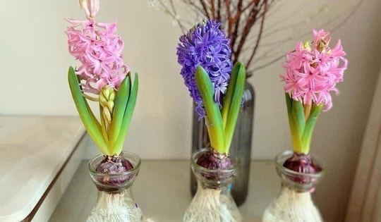 Chơi hoa theo trend, thú vui mới của nhiều chị em đón Tết