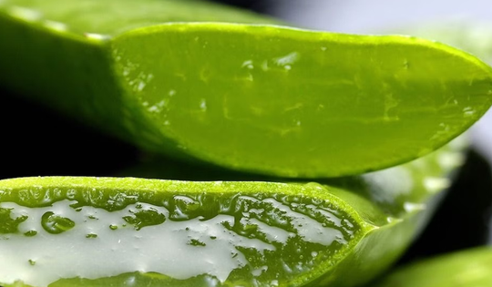 Loại cây ví như "thần dược" cho sức khỏe, hóa ra người Việt lại chỉ trồng làm cảnh