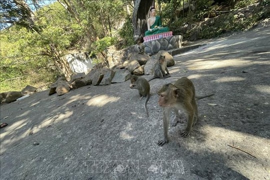 Người dân kiến nghị khoanh vùng sinh sống phù hợp cho khỉ hoang