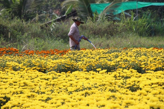 Hoa, cây kiểng Tết tại TP Hồ Chí Minh tăng giá nhẹ