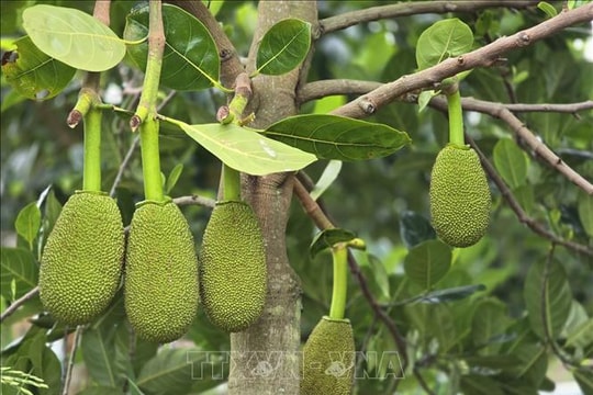 Tìm ra tác nhân gây bệnh nguy hiểm trên cây mít