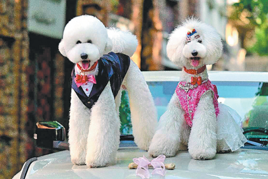 Đua nhau làm đám cưới cho chó cưng