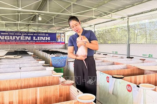 Nuôi dúi má đào, nông dân thu tiền tỷ mỗi năm