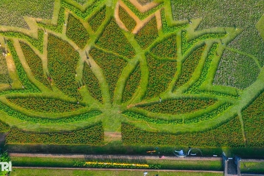 Đóa sen khổng lồ từ 5 vạn chậu hoa ở Kinh thành Huế