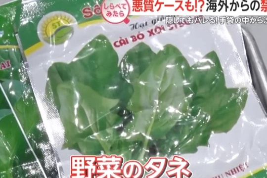 Khách Việt giấu nhiều hạt giống rau trong găng tay khi nhập cảnh vào Nhật