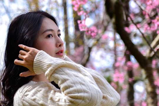 Đà Lạt rực hồng sắc mai anh đào đón Tết Bính Ngọ 2026