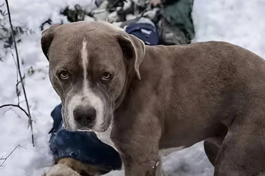 Chú chó canh xác chủ 4 ngày trong bão tuyết
