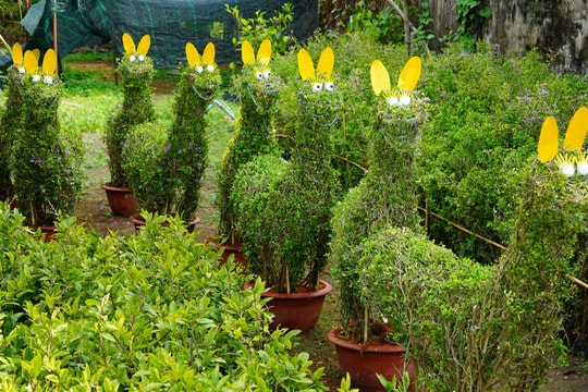 Tạo linh vật ngựa từ cây cảnh bán tiền triệu