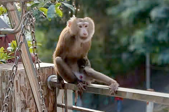 Khỉ xuống khu dân cư cắn nhiều người ở Vũng Tàu