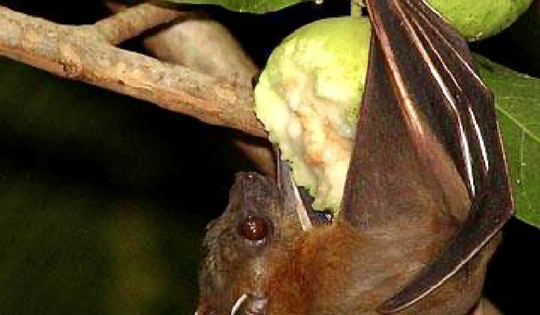 Chuyên gia cảnh báo: Dấu hiệu nhận biết trái cây từng bị động vật cắn, tránh nguy cơ virus Nipah