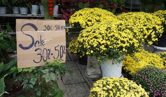 Chung tay “giải cứu” cúc mâm xôi nở sớm trước Tết