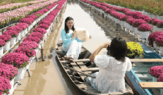 CLIP: Cúc mâm xôi Song Hỷ đang gây sốt dịp cận Tết