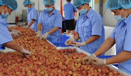 Nông sản khó thông quan theo quy định mới: Bộ Y tế đề nghị phối hợp tháo gỡ