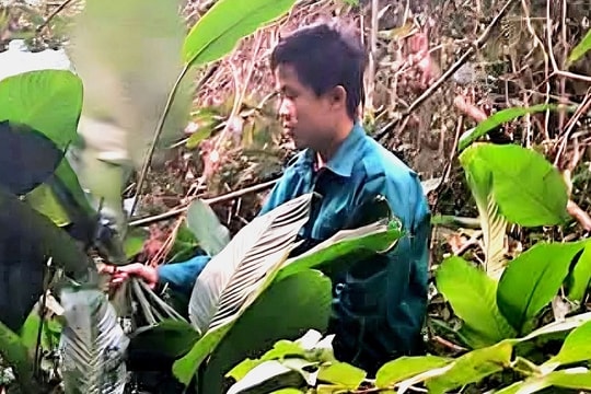 Băng rừng, lội khe tìm hái thứ lá nhìn là thấy Tết