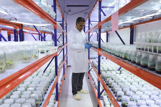 Giới khoa học Iraq 'huấn luyện' cây chà là chịu nhiệt cao và xâm nhập mặn