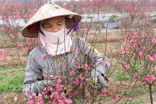 Miền Bắc đầu tuần tạnh ráo, cuối tuần mưa rét