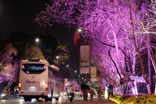 Quảng bá vẻ đẹp Đà Lạt qua sắc hoa Mai anh đào