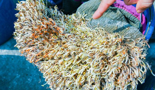 Giá đỗ ngâm hóa chất vẫn tươi cả tháng: 6 cách nhận biết để tránh rước họa