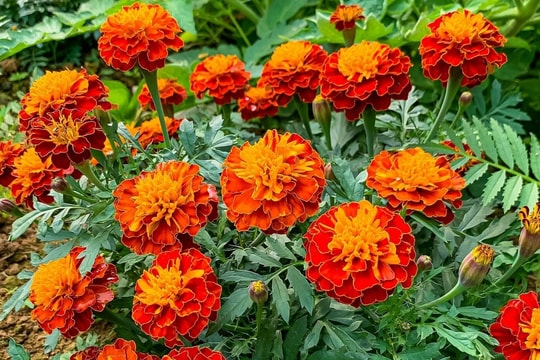 Cúc vạn thọ có thể dùng làm thuốc trị ho không?