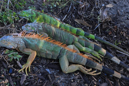 Kỳ nhông đồng loạt rơi khỏi cây giữa giá rét bất thường ở Florida