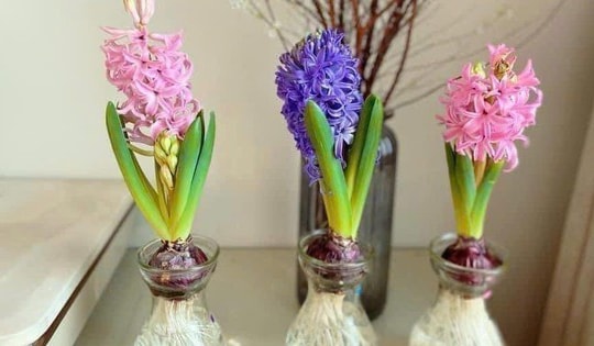 Tiên ông - Loài hoa có mùi thơm đặc biệt, hút khách trong dịp Tết