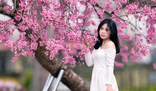 Cây mai anh đào "siêu hot" ở Đà Lạt, hàng trăm người chờ check-in mỗi ngày