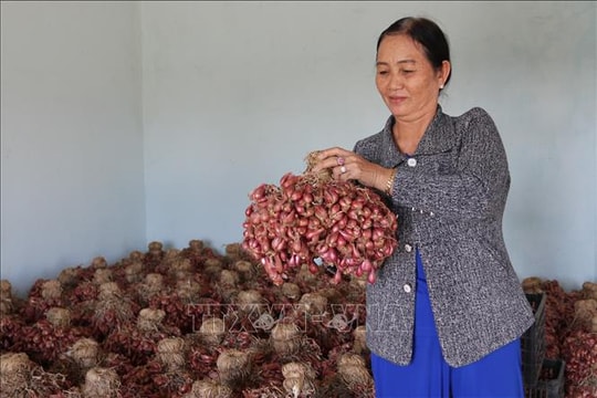 Bảo đảm nguồn hàng dồi dào phục vụ thị trường Tết