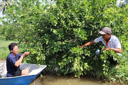 Chuyển đổi cây trồng hiệu quả gắn với liên kết thị trường