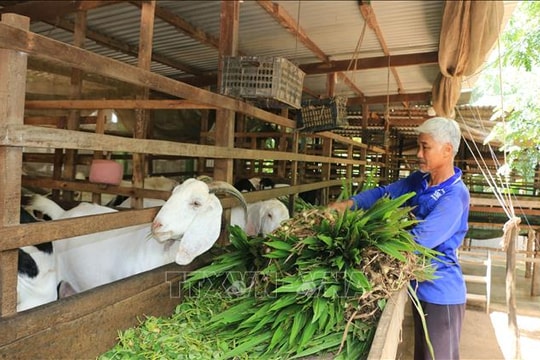 Tăng phòng, chống dịch bệnh trên đàn vật nuôi dịp trước Tết