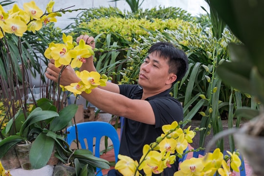 Thợ cắm hoa lan thu chục triệu đồng mỗi ngày dịp Tết