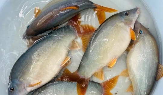 Mùa nước nổi miền Tây có đặc sản nghe tên lạ hoắc, khiến thực khách ăn rồi là nhớ mãi