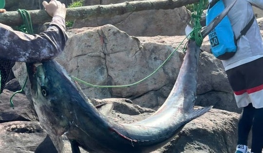 Cần thủ Đà Nẵng câu được cá "khủng", bằng cân nặng người lớn