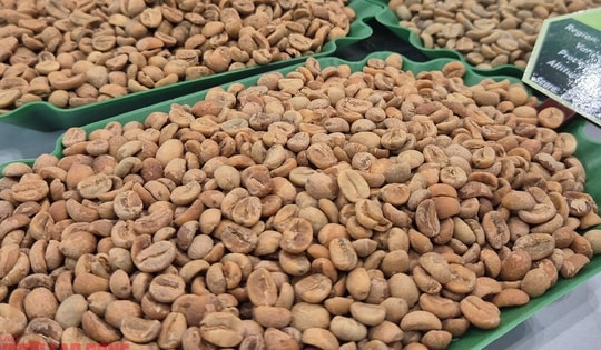 Giá cà phê hôm nay 3-2: Robusta giảm, Việt Nam xếp thứ 3 cung cấp cà phê cho Úc