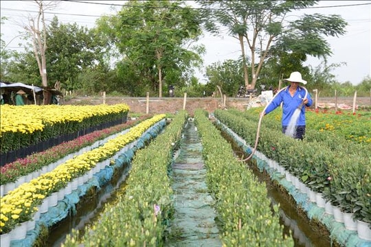 Bảo vệ vùng chuyên canh trái cây phục vụ Tết trước triều cường