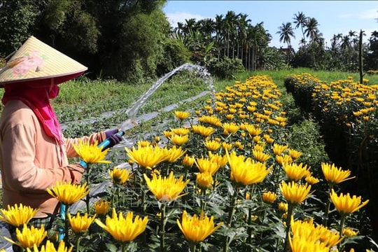 Xuân sớm với người trồng hoa Quảng Ngãi