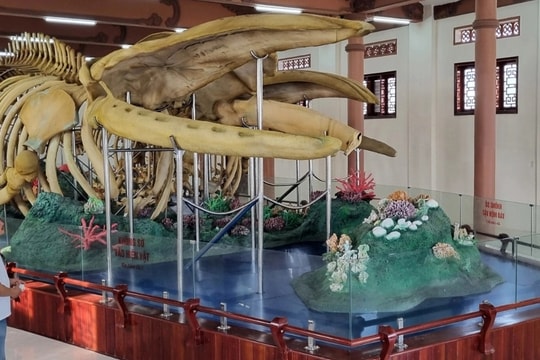 Hai bộ xương cá voi 300 năm tuổi ở Lý Sơn bị hư hỏng